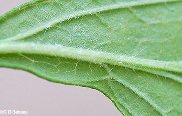 leaf underside