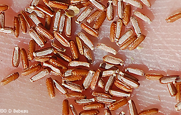 seeds
