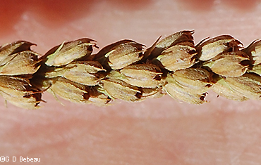 seed capsules