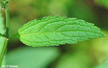 upper leaf