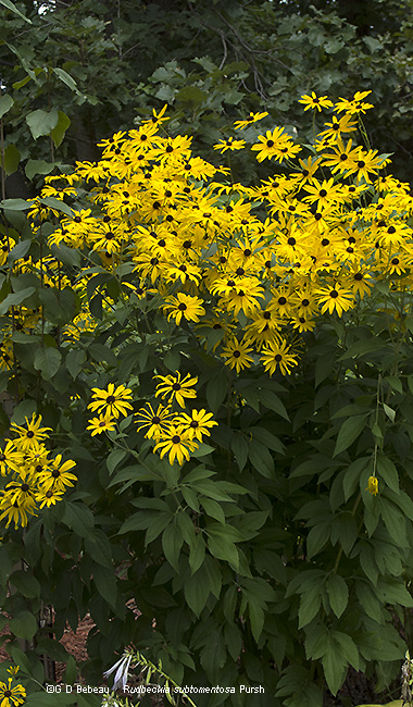 Sweet Black-eyed Susan