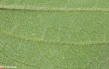 leaf underside