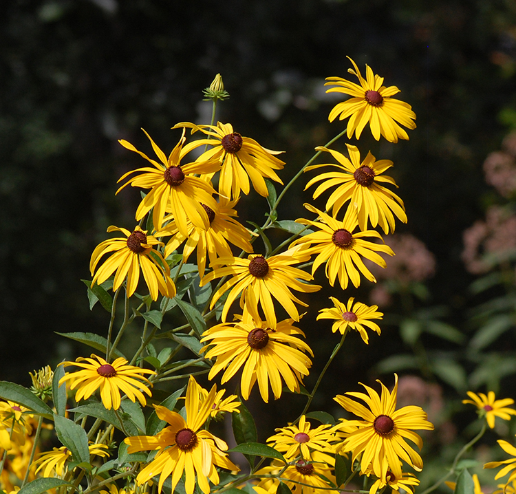 Sweet blackeyed susan flowers
