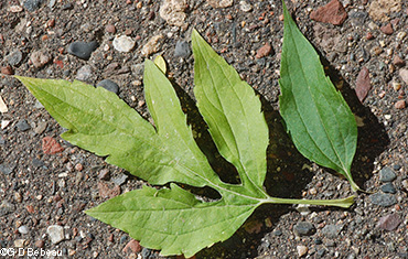 basal leaf