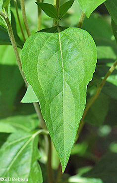 leaf