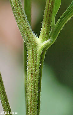 stem