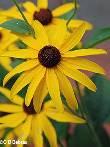et Black-eyed Susan