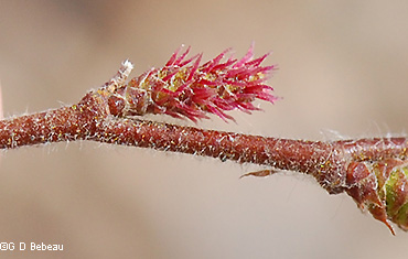 Female flower