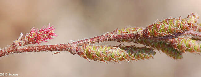 Male and female flowers
