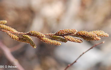 Male Flower catkins