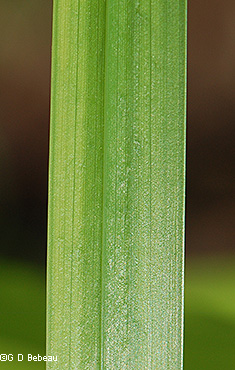 leaf detail