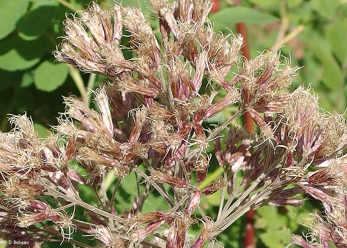 flower cluster detail