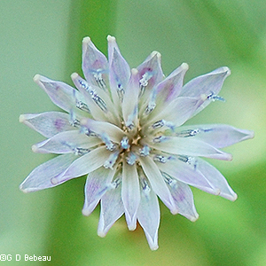 flower close-up