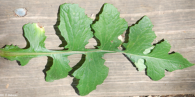 large leaf