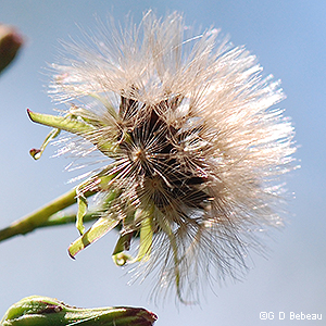 seed head