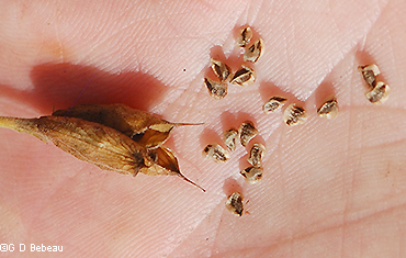 seeds