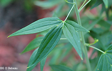 stem leaf
