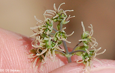 female flowers