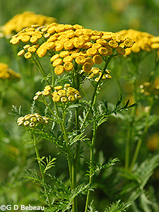 Tansy