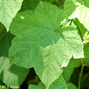 leaf