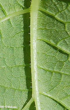 leaf underside