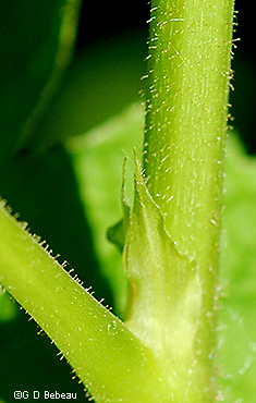 stem