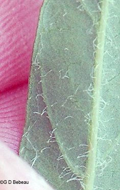 Leaf underside