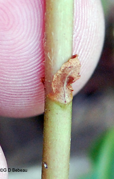 stem scales