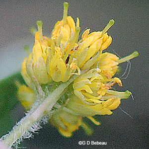 sepals