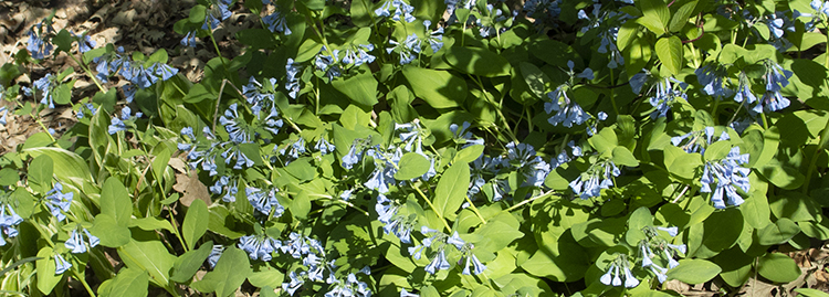 Virginia Bluebells