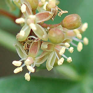 Virginia creeper flower