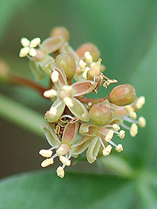 Virginia Creeper flower