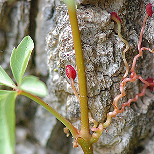 Virginia creeper tendril pad