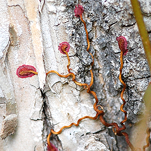 Virginia creeper tendril pad