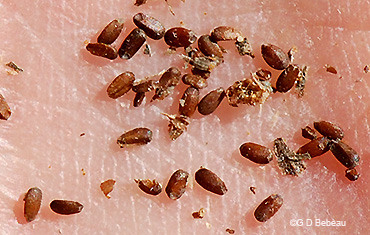 seeds