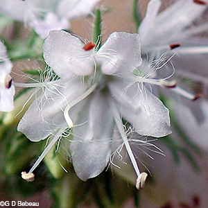 flower closeup