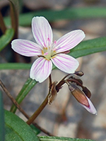 Spring Beauty flower