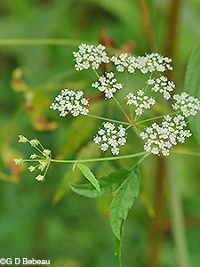 Water Hemlock