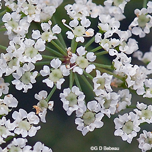 Water Hemlock flowers