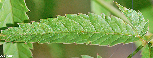 leaf underside