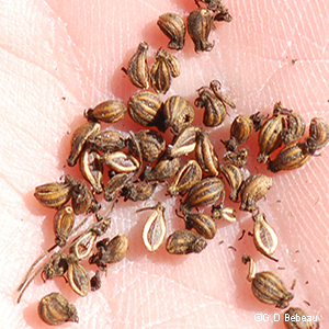seeds