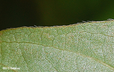 leaf margin