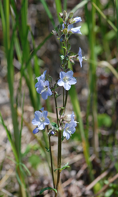 Western Jacob's Ladder