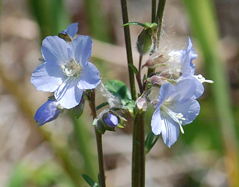western jacobs ladder