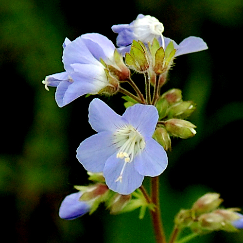 calyx detail