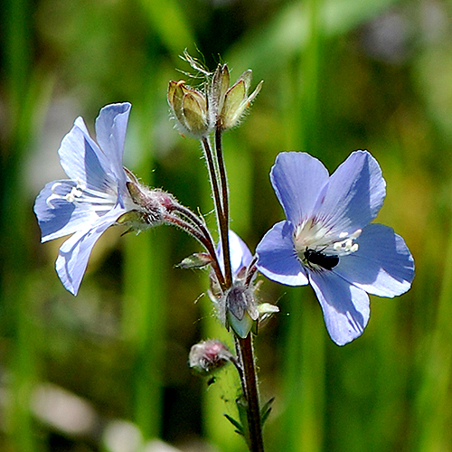 flower detail