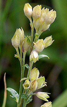 seed caps