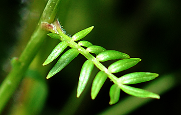 Stem leaf