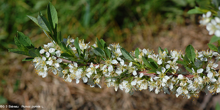 Branch