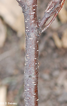 bark